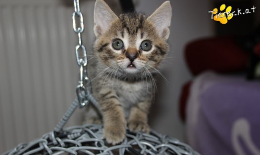 Katze Maja (Foto by Tiereck.at - Lavanttaler Tierhilfe)