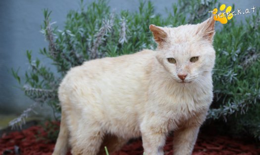 Katze Bruno (Foto by Tiereck.at - Lavanttaler Tierhilfe)