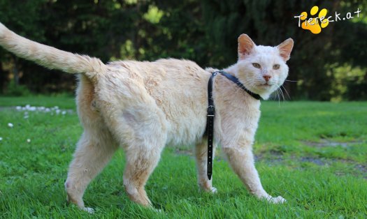 Katze Bruno (Foto by Tiereck.at - Lavanttaler Tierhilfe)