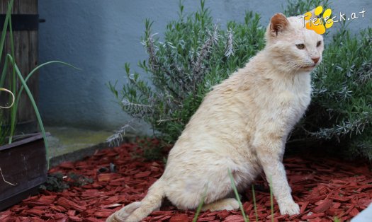 Katze Bruno (Foto by Tiereck.at - Lavanttaler Tierhilfe)