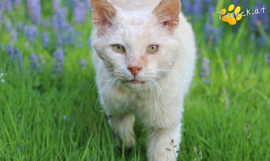 Katze Bruno (Foto by Tiereck.at - Lavanttaler Tierhilfe)