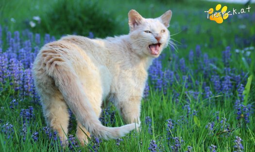 Katze Bruno (Foto by Tiereck.at - Lavanttaler Tierhilfe)