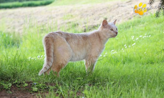 Katze Bruno (Foto by Tiereck.at - Lavanttaler Tierhilfe)