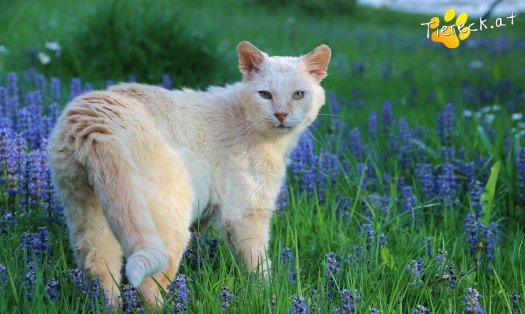 Katze Bruno (Foto by Tiereck.at - Lavanttaler Tierhilfe)