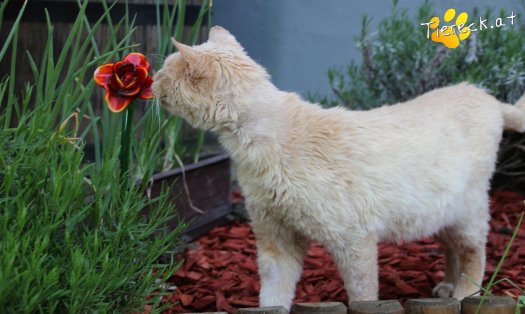 Katze Bruno (Foto by Tiereck.at - Lavanttaler Tierhilfe)