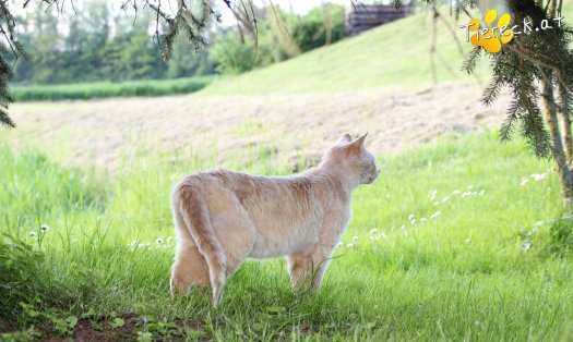 Katze Bruno (Foto by Tiereck.at - Lavanttaler Tierhilfe)