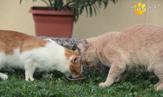 Katze Bruno (Foto by Tiereck.at - Lavanttaler Tierhilfe)