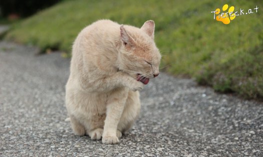 Katze Bruno (Foto by Tiereck.at - Lavanttaler Tierhilfe)