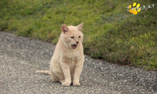 Katze Bruno (Foto by Tiereck.at - Lavanttaler Tierhilfe)