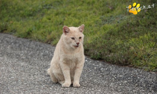 Katze Bruno (Foto by Tiereck.at - Lavanttaler Tierhilfe)
