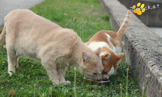 Katze Bruno (Foto by Tiereck.at - Lavanttaler Tierhilfe)