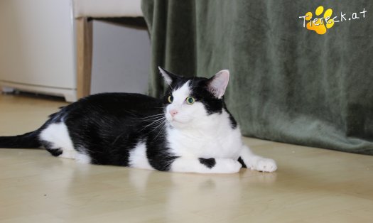 Katze Alonso (Foto by Tiereck.at - Lavanttaler Tierhilfe)