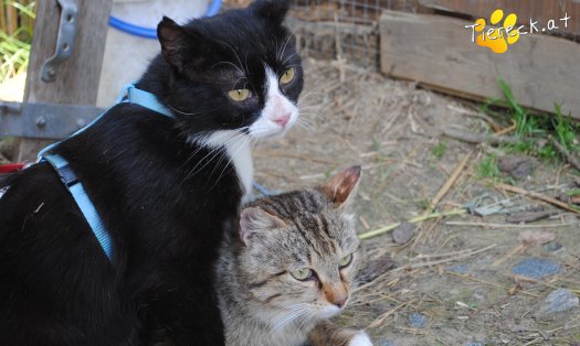 Katze Theo (Foto by Tiereck.at - Lavanttaler Tierhilfe)