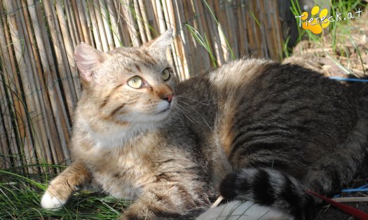 Katze Bärli (Foto by Tiereck.at - Lavanttaler Tierhilfe)