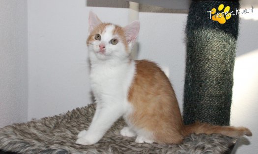 Katze Emmy (Foto by Tiereck.at - Lavanttaler Tierhilfe)