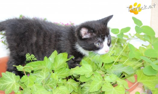 Katze Mino (Foto by Tiereck.at - Lavanttaler Tierhilfe)