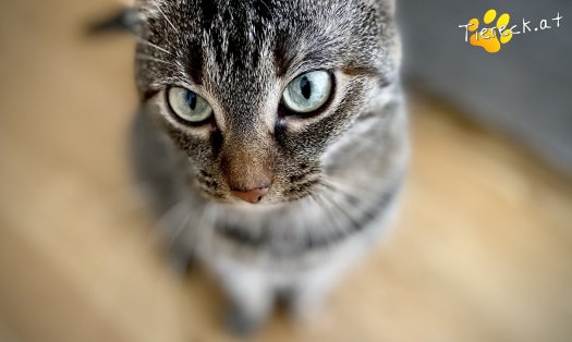 Katze Mokka (Foto by Tiereck.at - Lavanttaler Tierhilfe)