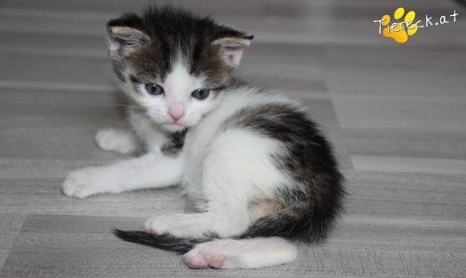 Katze Pooky (Foto by Tiereck.at - Lavanttaler Tierhilfe)