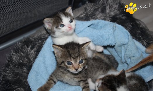 Katze Pooky (Foto by Tiereck.at - Lavanttaler Tierhilfe)
