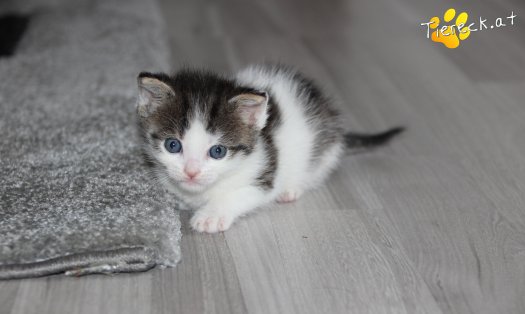 Katze Pooky (Foto by Tiereck.at - Lavanttaler Tierhilfe)