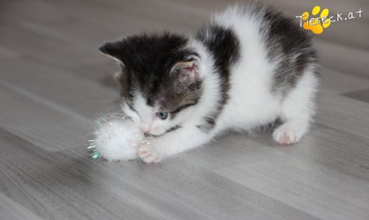 Katze Pooky (Foto by Tiereck.at - Lavanttaler Tierhilfe)