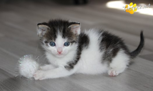 Katze Pooky (Foto by Tiereck.at - Lavanttaler Tierhilfe)