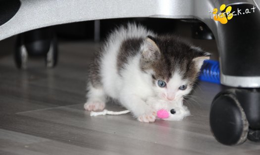 Katze Pooky (Foto by Tiereck.at - Lavanttaler Tierhilfe)