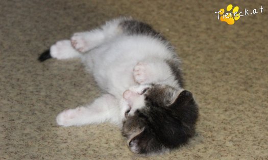 Katze Pooky (Foto by Tiereck.at - Lavanttaler Tierhilfe)