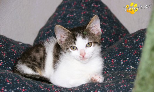 Katze Pooky (Foto by Tiereck.at - Lavanttaler Tierhilfe)