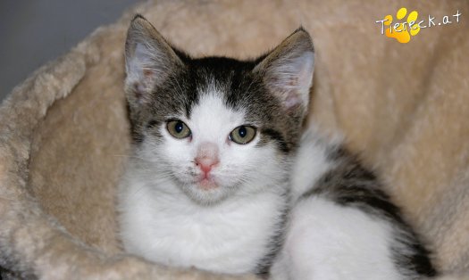 Katze Pooky (Foto by Tiereck.at - Lavanttaler Tierhilfe)