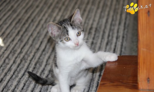 Katze Pooky (Foto by Tiereck.at - Lavanttaler Tierhilfe)