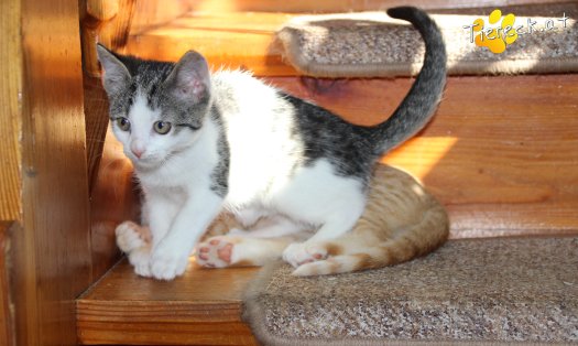 Katze Pooky (Foto by Tiereck.at - Lavanttaler Tierhilfe)