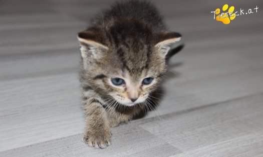 Katze Amy (Foto by Tiereck.at - Lavanttaler Tierhilfe)