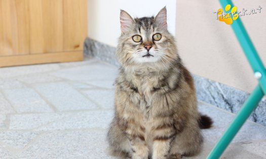 Katze Schnurrsula (Foto by Tiereck.at - Lavanttaler Tierhilfe)