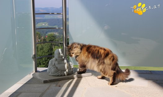 Katze Schnurrsula (Foto by Tiereck.at - Lavanttaler Tierhilfe)