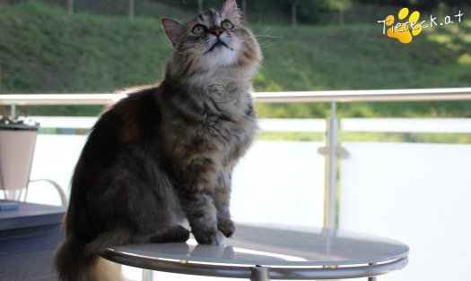 Katze Schnurrsula (Foto by Tiereck.at - Lavanttaler Tierhilfe)