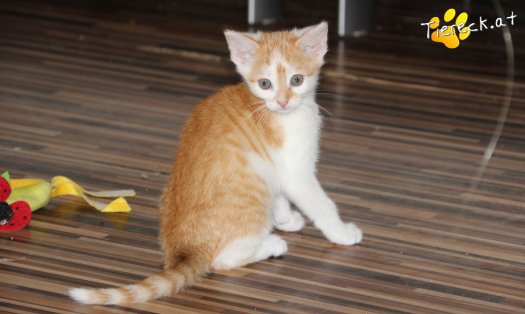 Katze Shika (Foto by Tiereck.at - Lavanttaler Tierhilfe)