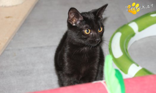 Katze Bailey (Foto by Tiereck.at - Lavanttaler Tierhilfe)