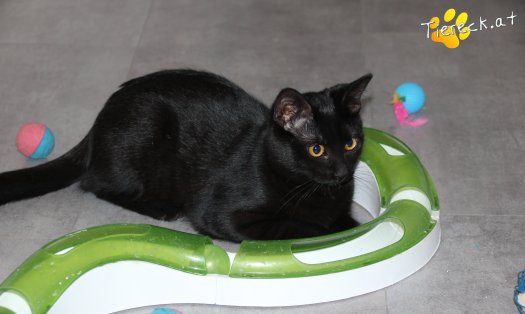 Katze Bailey (Foto by Tiereck.at - Lavanttaler Tierhilfe)