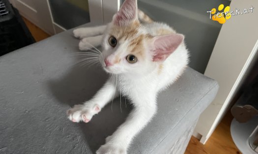 Katze Cookie (Foto by Tiereck.at - Lavanttaler Tierhilfe)