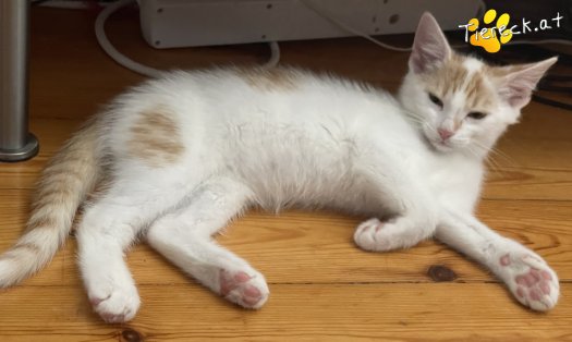 Katze Cookie (Foto by Tiereck.at - Lavanttaler Tierhilfe)