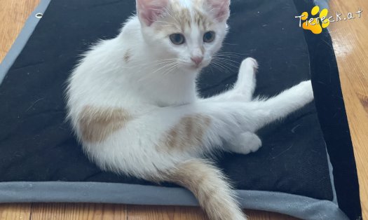 Katze Cookie (Foto by Tiereck.at - Lavanttaler Tierhilfe)