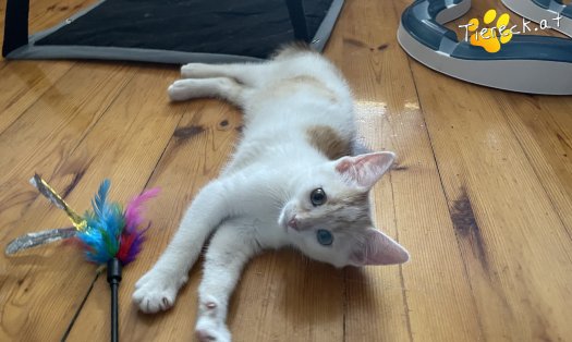 Katze Cookie (Foto by Tiereck.at - Lavanttaler Tierhilfe)