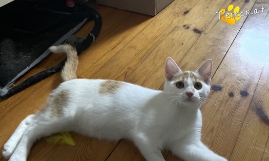 Katze Cookie (Foto by Tiereck.at - Lavanttaler Tierhilfe)