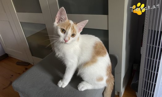 Katze Cookie (Foto by Tiereck.at - Lavanttaler Tierhilfe)