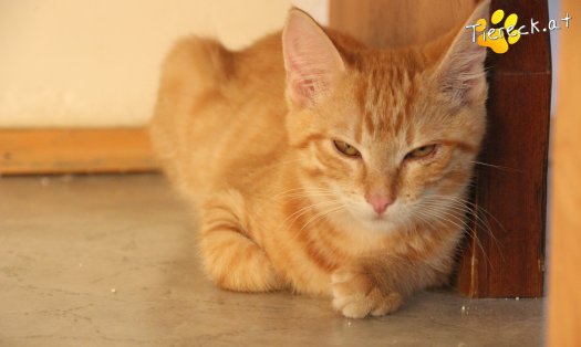 Katze Milo (Foto by Tiereck.at - Lavanttaler Tierhilfe)