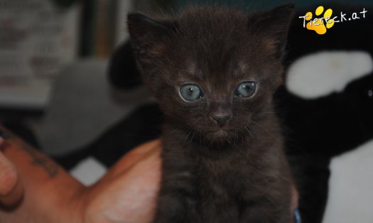 Katze Thor (Foto by Tiereck.at - Lavanttaler Tierhilfe)