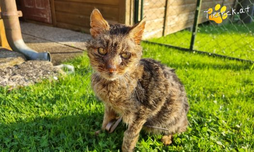 Katze Maxi (Foto by Tiereck.at - Lavanttaler Tierhilfe)