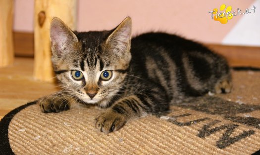 Katze Suri (Foto by Tiereck.at - Lavanttaler Tierhilfe)