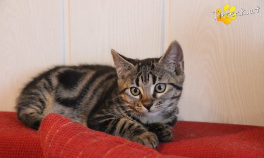 Katze Suri (Foto by Tiereck.at - Lavanttaler Tierhilfe)